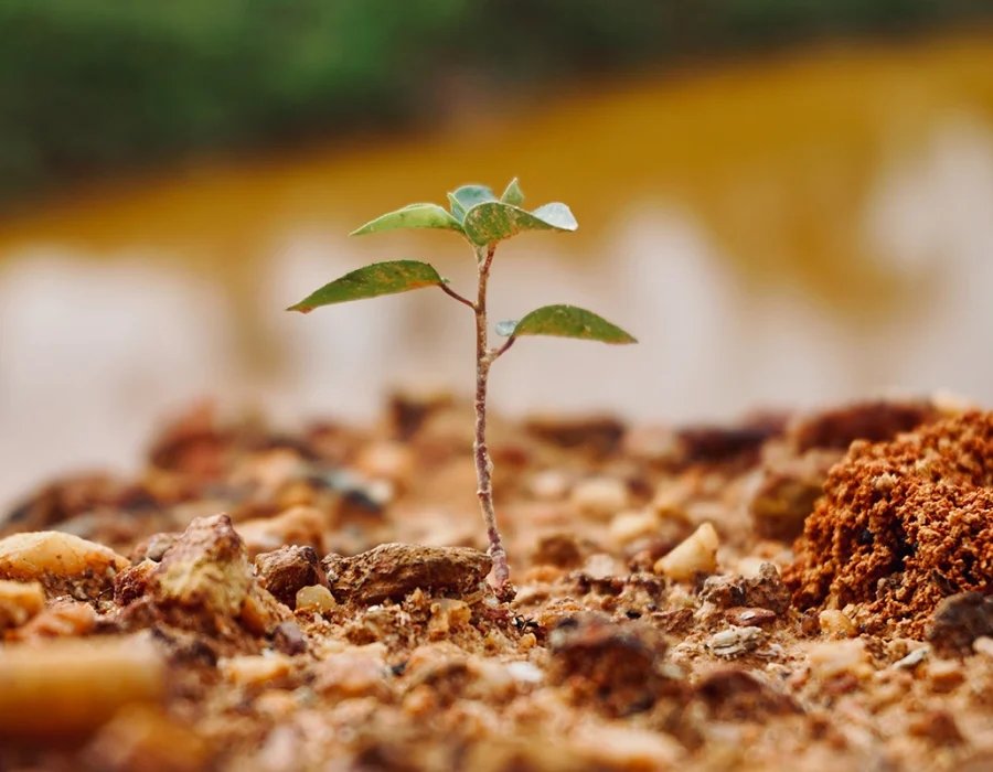 causes-of-afforestation